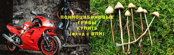 гашик Дмитров